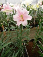 [5143 Mitsuyo 16 ST No02.JPG]